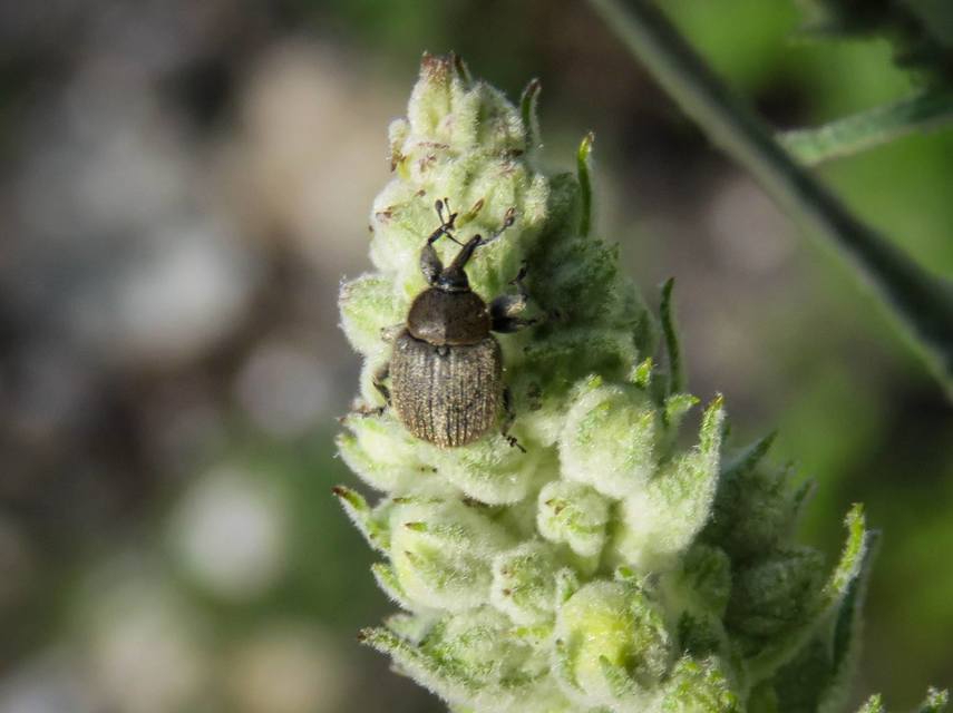 Rhinusa tetra - magtoklakó ökörfarkkóró-ormányos