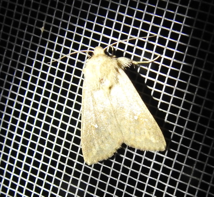 Mythimna albipuncta - fehérpettyes rétibagoly