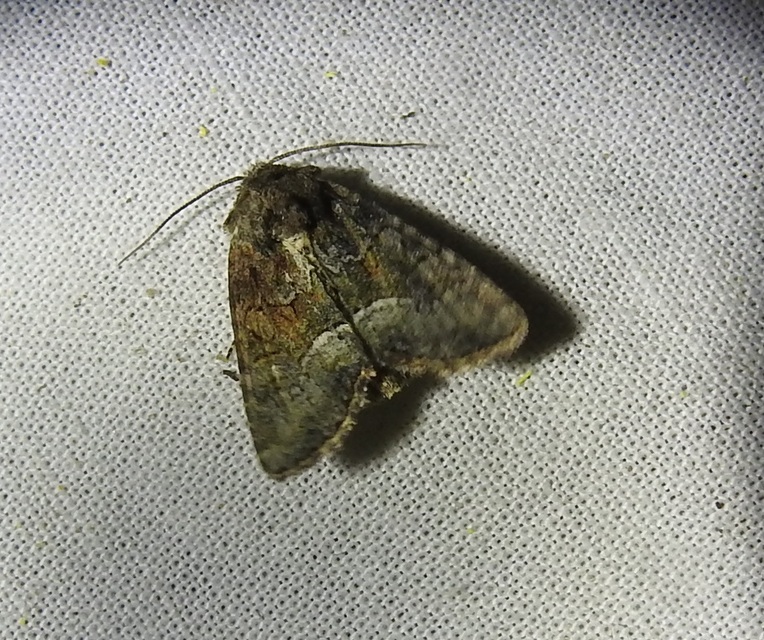 Oligia strigilis/latruncula/versicolor