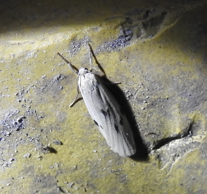 Pelosia muscerda - hamvas zuzmószövő