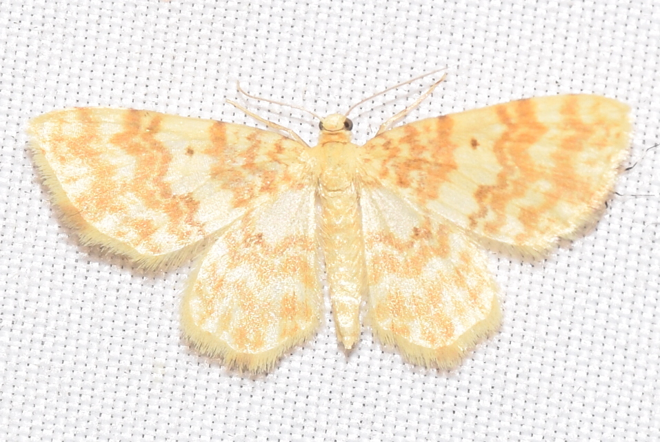 Hydrelia flammeolaria - narancssárga araszoló