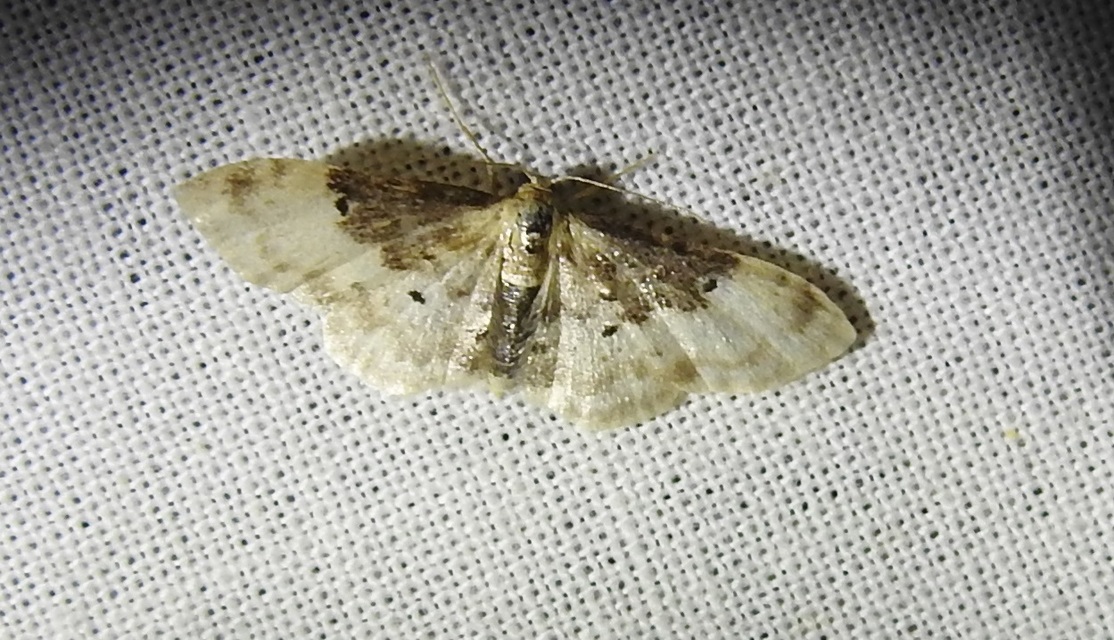 Idaea filicata - sötéttövű apróaraszoló