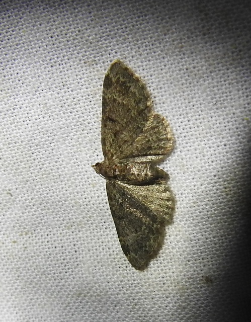 Pasiphila chloerata - hamvas törpearaszoló