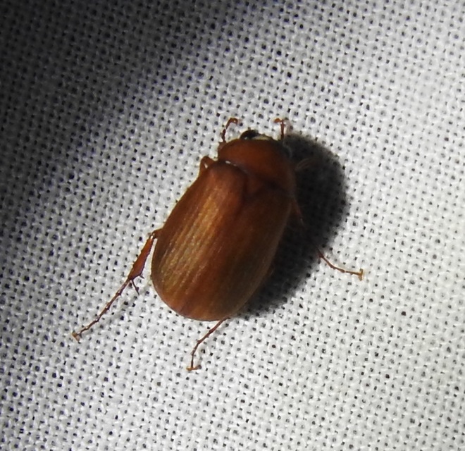 Serica brunnea - homoki kiscserebogár
