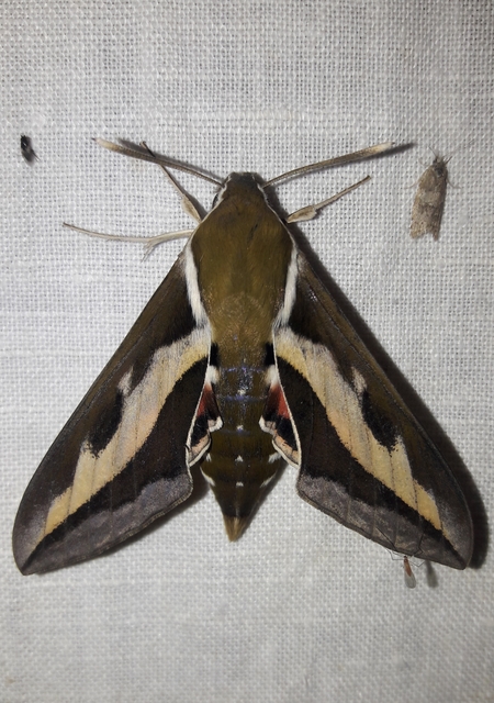 Hyles gallii - galajszender
