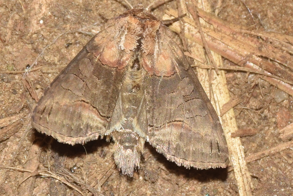 Abrostola triplasia - közönséges csalánbagoly