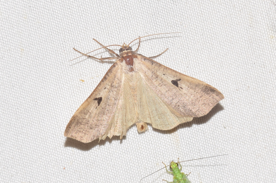 Lygephila pastinum - közönséges csüdfűbagoly