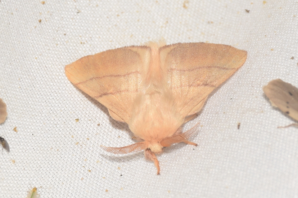 Malacosoma neustria - gyűrűsszövő