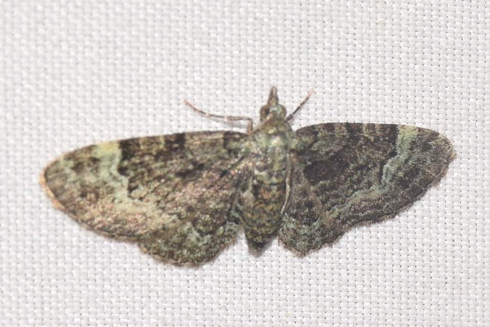 Pasiphila rectangulata - almavirág-araszoló
