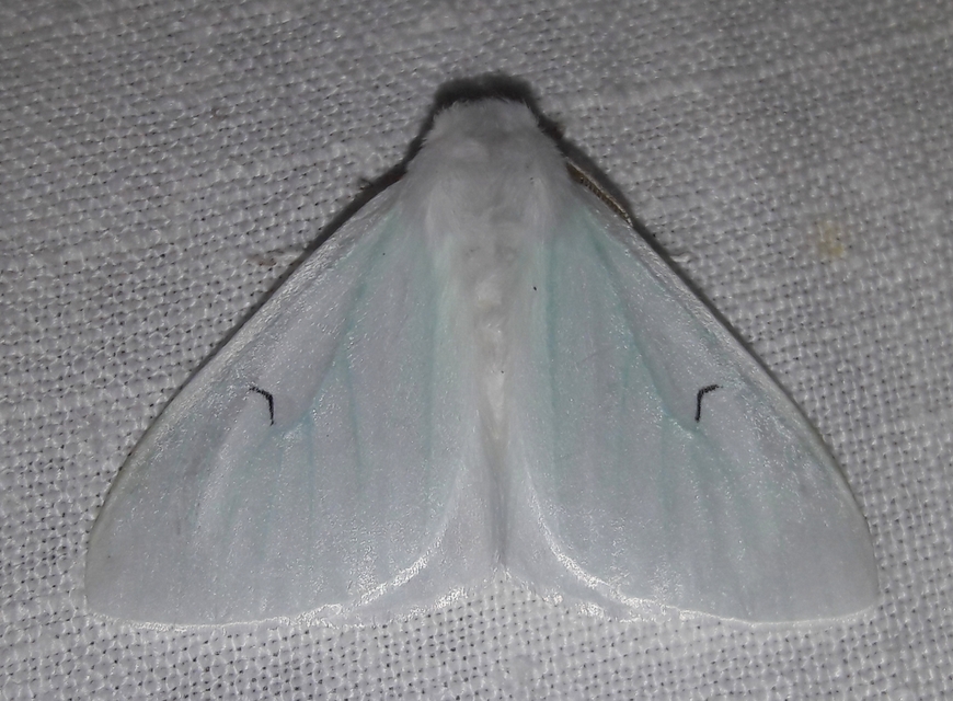 Arctornis l-nigrum - L-betűs gyapjaslepke