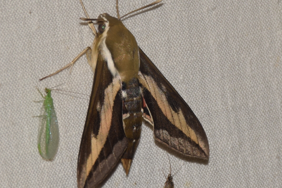 Hyles gallii - galajszender