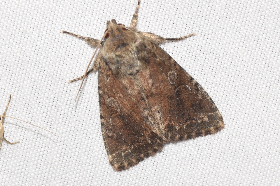 Apterogenum ypsillon - ipszilon-erdeibagoly