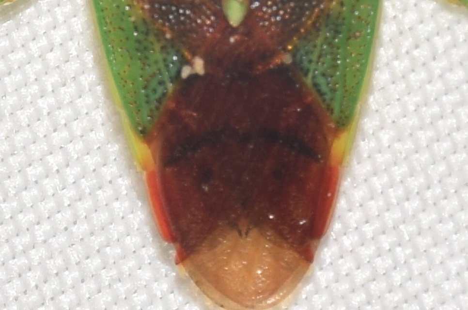 Acanthosoma haemorrhoidale - nagy dajkapoloska Acanthosoma haemorrhoidale - nagy dajkapoloska