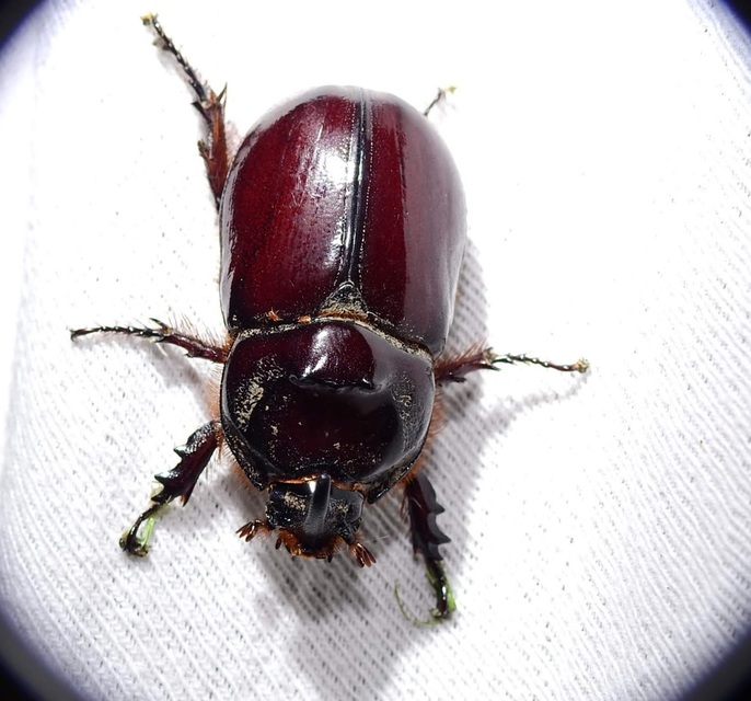 Oryctes nasicornis - orrszarvú bogár