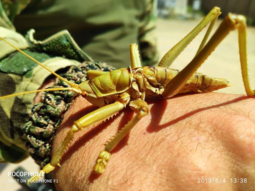 Saga ephippigera