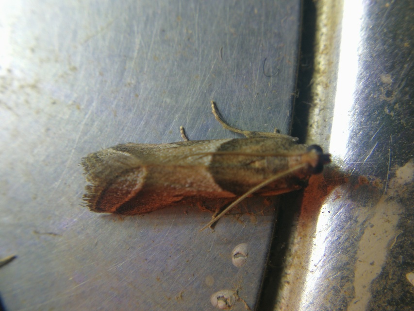 Nyctegretis lineana - agátszínű karcsúmoly