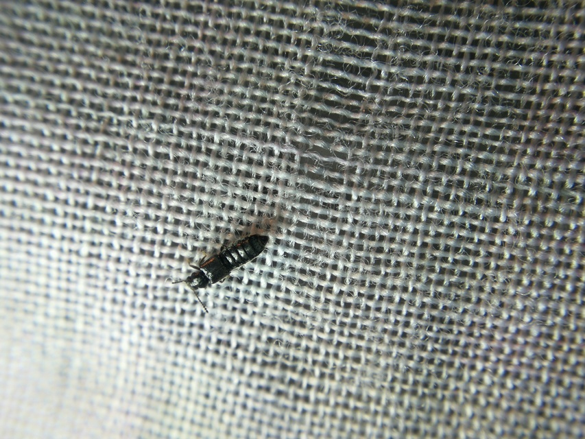 Carpelimus Carpelimus