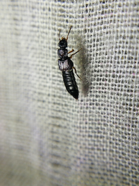 Anotylus rugosus - rovátkáshátú korhóholyva Anotylus rugosus - rovátkáshátú korhóholyva