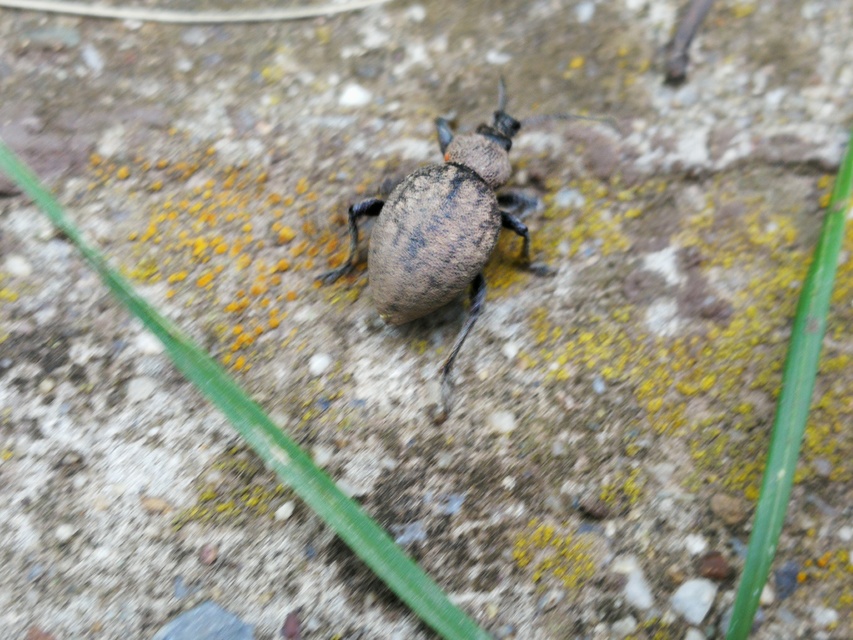 Otiorhynchus ligustici - vincellér-gyalogormányos