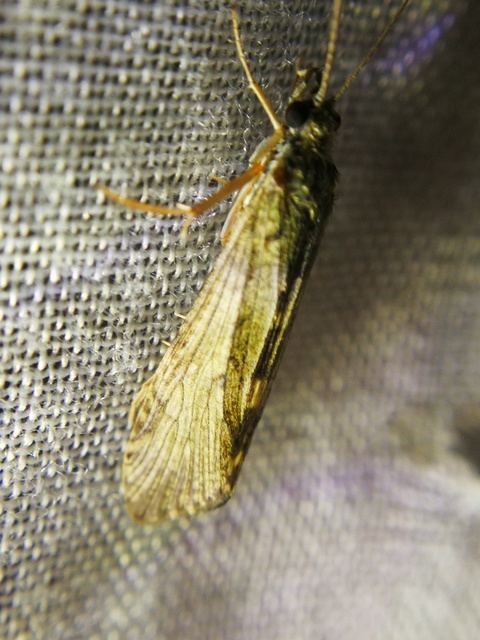 Trichoptera - Tegzesek