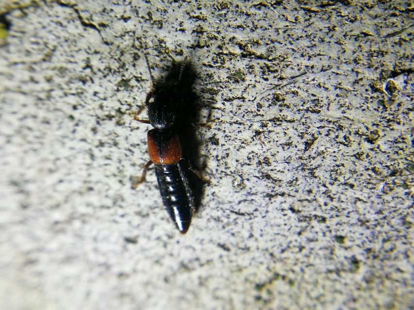 Bledius tricornis - háromszarvú ásóholyva Bledius tricornis - háromszarvú ásóholyva