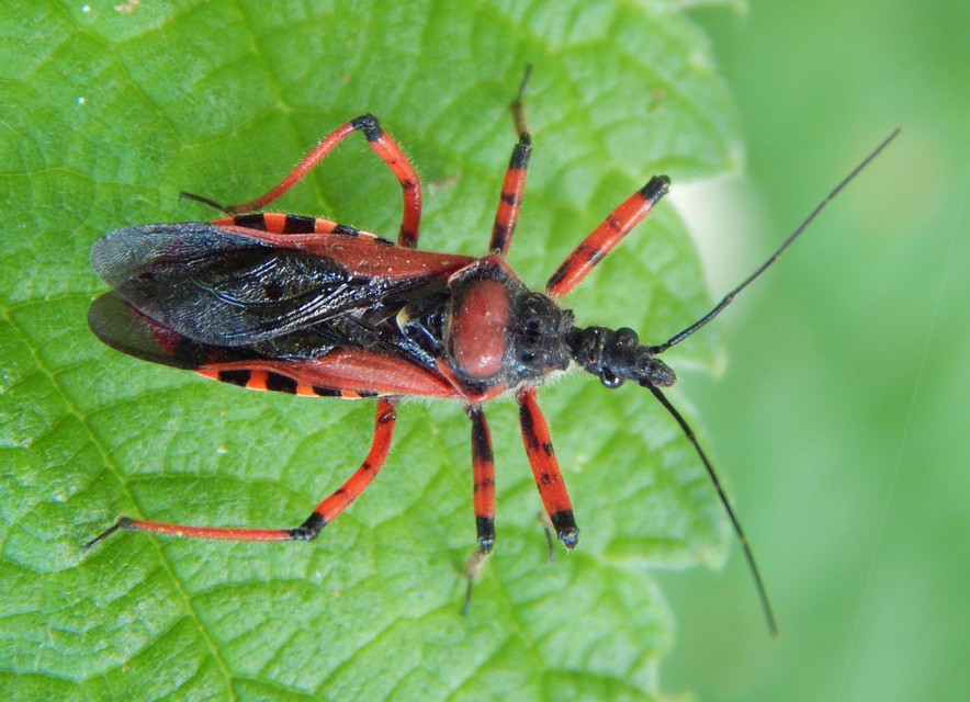 Rhynocoris iracundus - közönséges gyilkospoloska