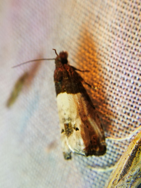 Notocelia