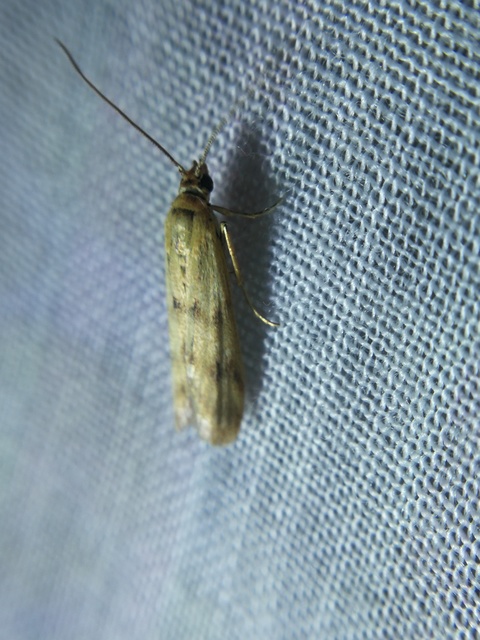 Homoeosoma sinuella - agyagsárga karcsúmoly
