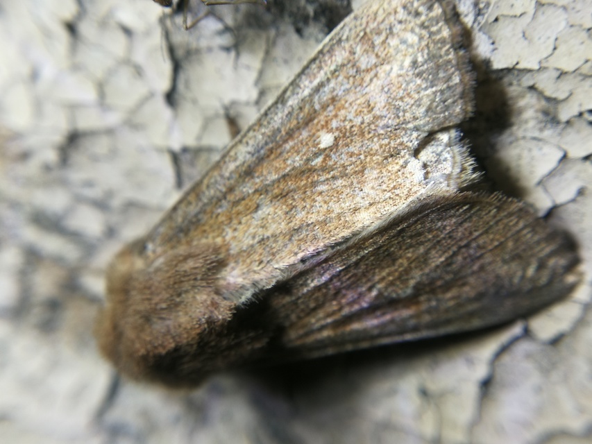 Mythimna albipuncta - fehérpettyes rétibagoly