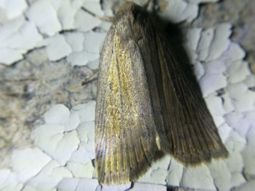 Chilodes maritima - négyfoltos nádibagoly