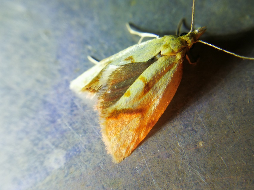 Agapeta hamana - közönséges sárgamoly