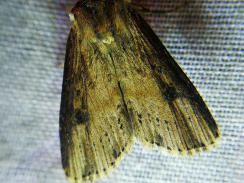 Axylia putris - vonalkás földibagoly