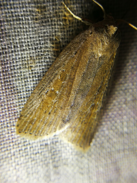 Chilodes maritima - négyfoltos nádibagoly