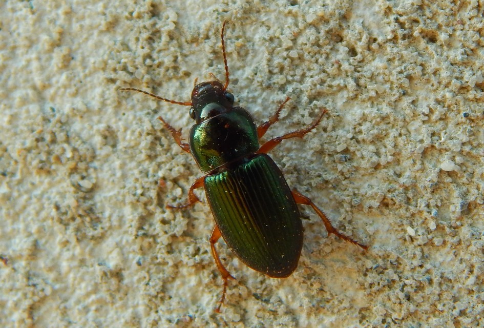 Harpalus affinis - szőrösszárnyú lomhafutó