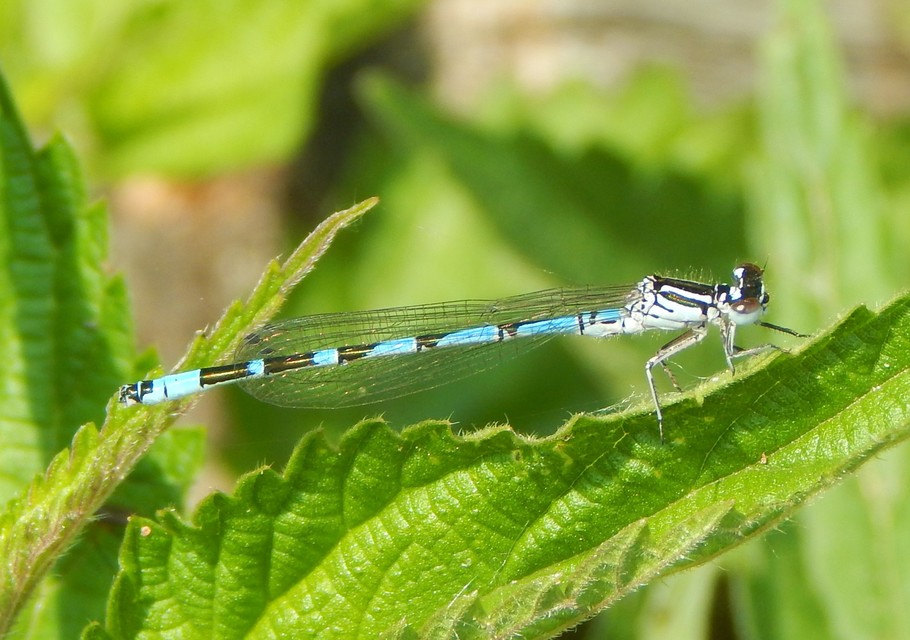 Coenagrion ornatum - díszes légivadász