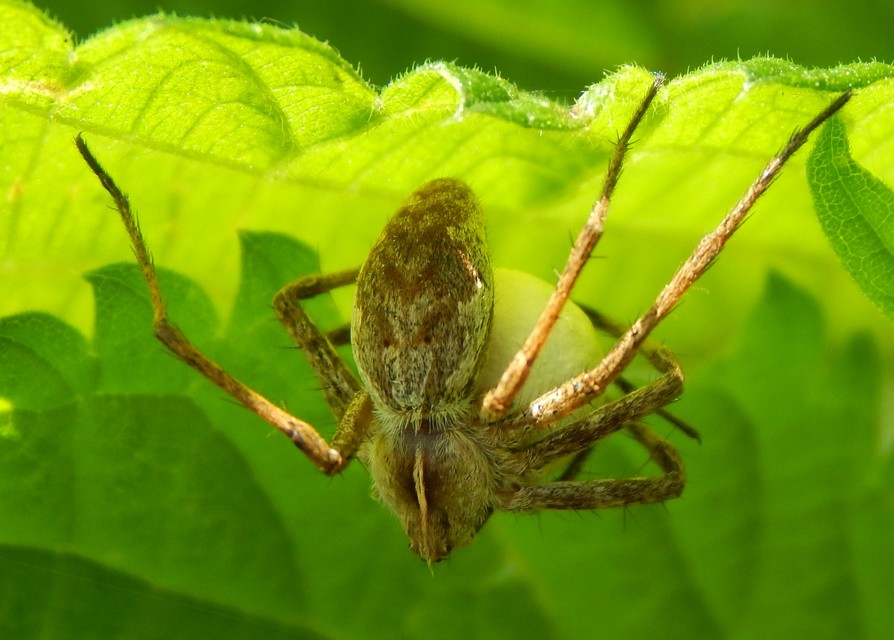 Pisaura mirabilis - csodáspók