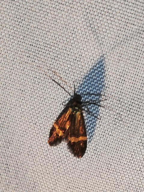 Nemophora degeerella - pompás tőrösmoly