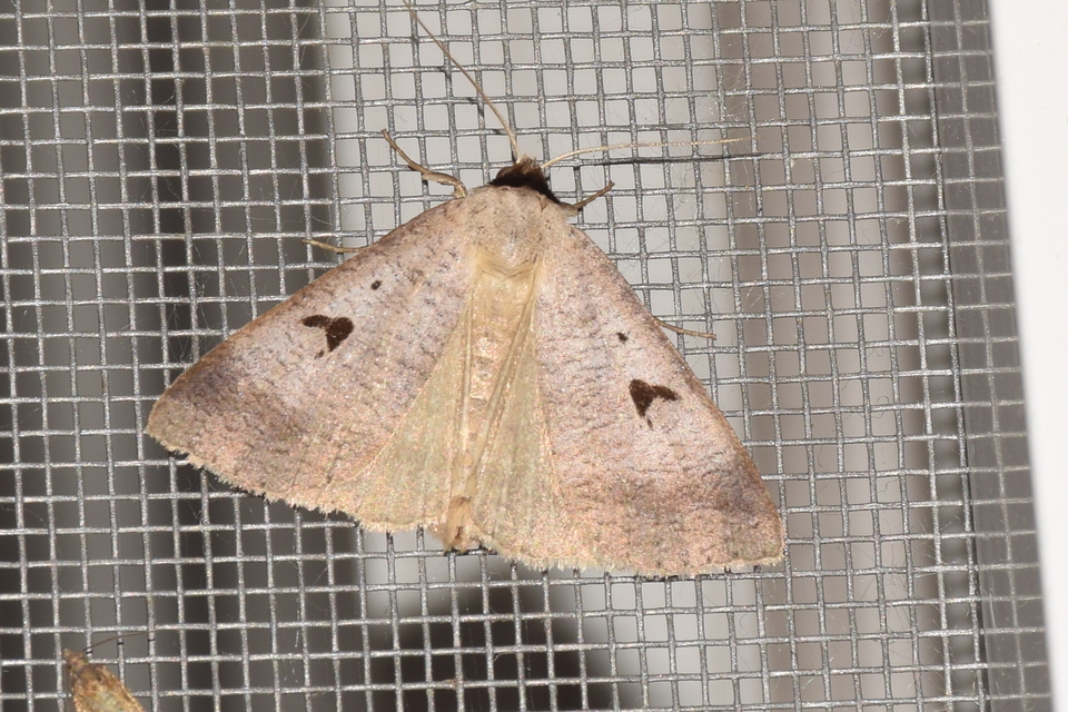 Lygephila pastinum - közönséges csüdfűbagoly