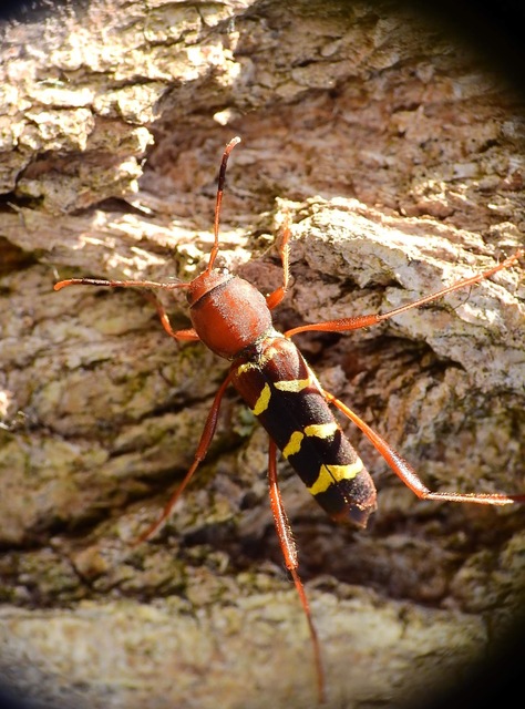 Neoclytus acuminatus - amerikai darázscincér