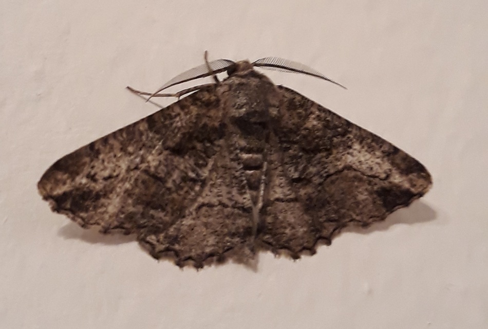 Synopsia sociaria - ürömaraszoló