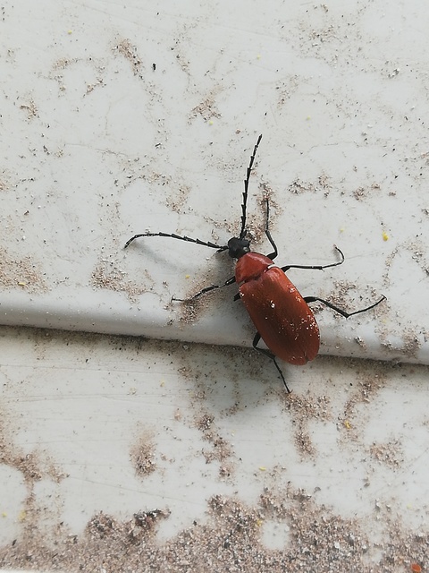 Pseudocistela ceramboides - narancssárga alkonybogár