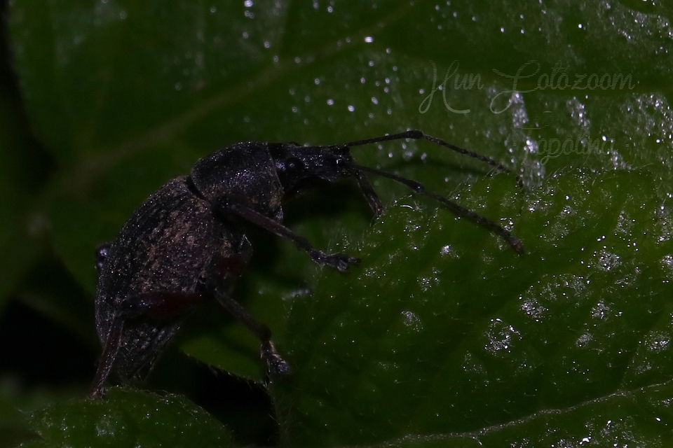 Dodecastichus