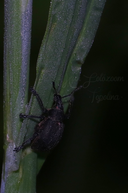 Liophloeus