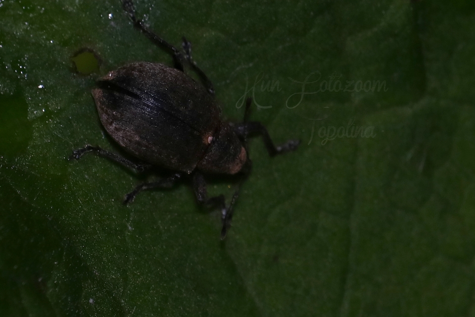 Liophloeus
