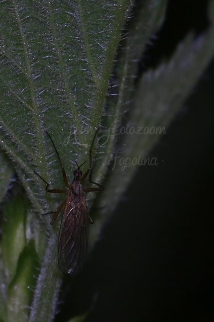 Empididae - táncoslegyek