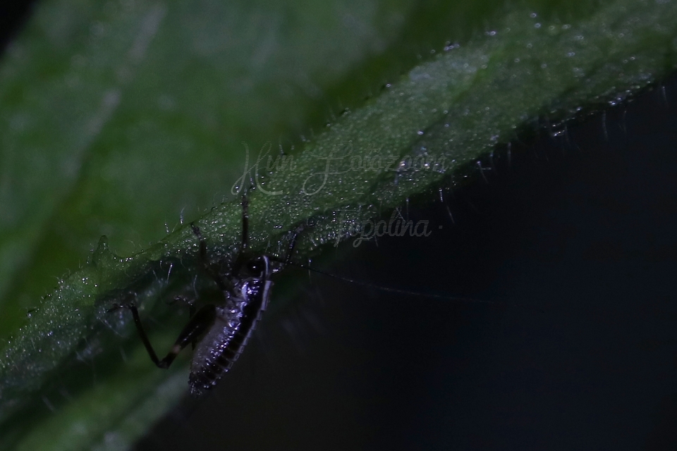 Pholidoptera fallax - galléros avarszöcske