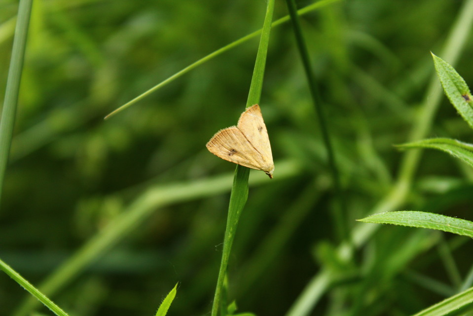 Rivula sericealis - selymes lórombagoly
