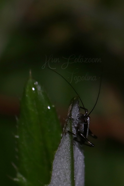 Pholidoptera fallax - galléros avarszöcske