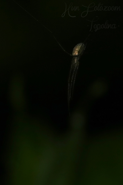 Tetragnatha