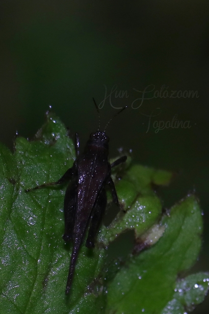Tetrix subulata - közönséges tövishátúsáska